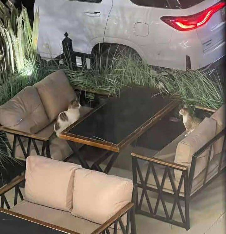 đáp án - Ảnh 5.