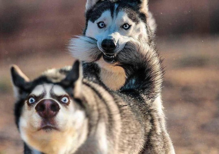 Ảnh vui 19-5: Thực đơn quen thuộc của một 'đám giỗ bên cồn' - Ảnh 6.