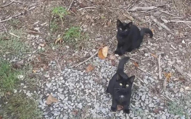 Mắt kém không thấy 11 con nai ẩn giấu trong hình - Ảnh 7.