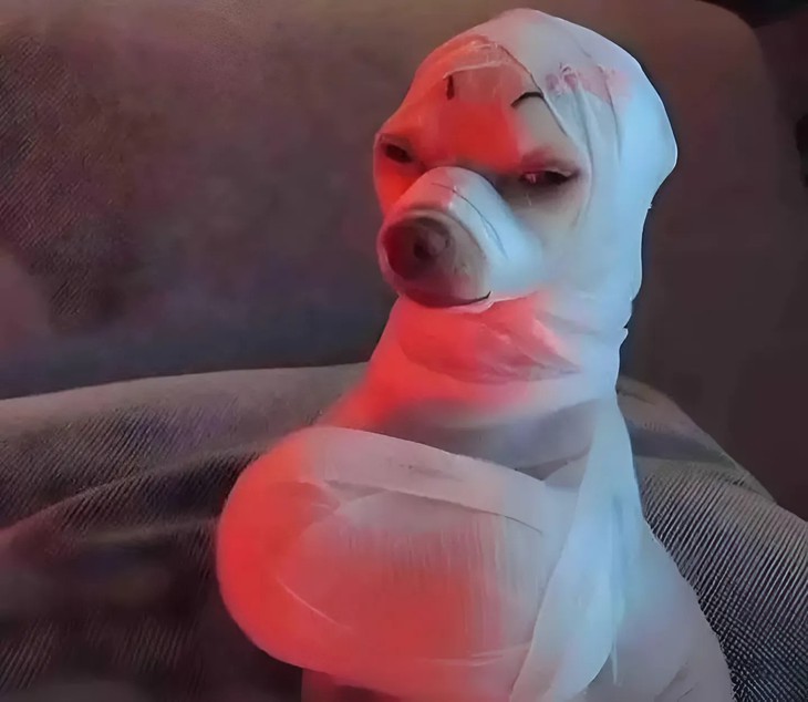 chú chó - Ảnh 6.