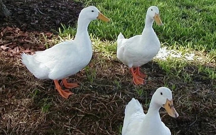 Thử tài tinh mắt: Tìm con ngựa trong 5 giây - Ảnh 7.