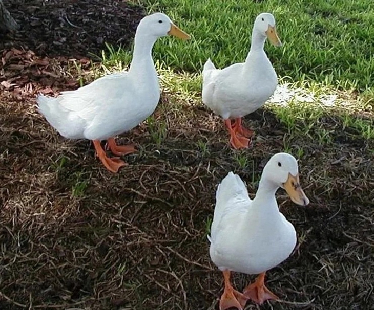 con vịt - Ảnh 1.