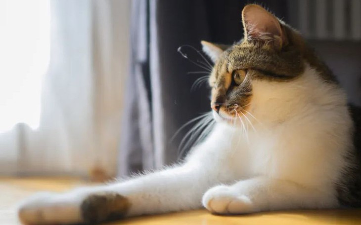 Cựu sao Olympic tham gia giải đấu cho phép sử dụng chất cấm - Ảnh 4.