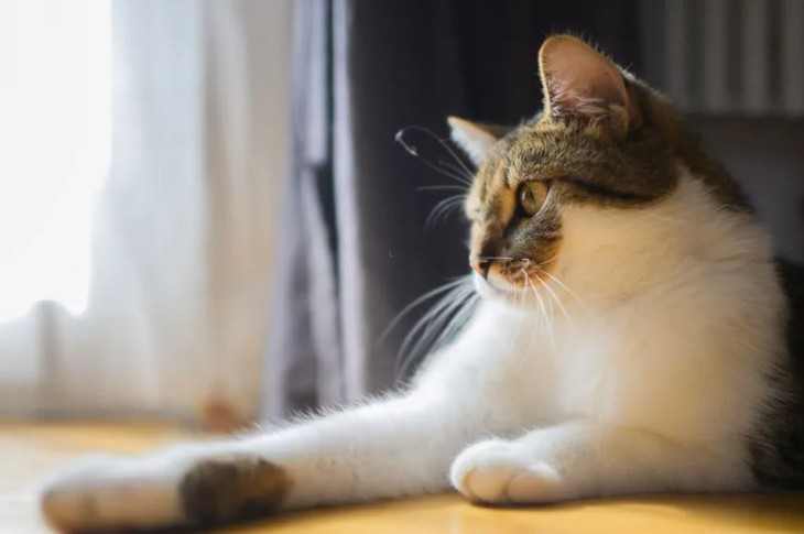 Bị kiện vì thường xuyên cho mèo nhà hàng xóm ăn  - Ảnh 1.