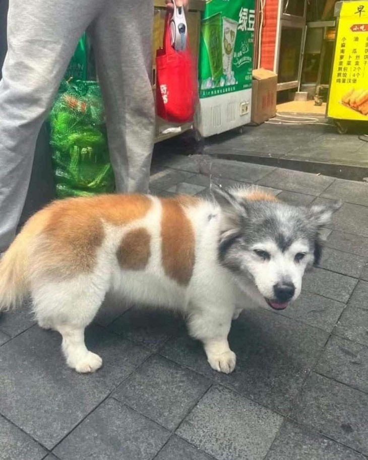 trái bầu - Ảnh 4.