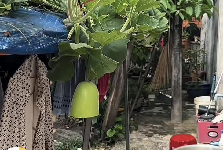 trái bầu - Ảnh 1.