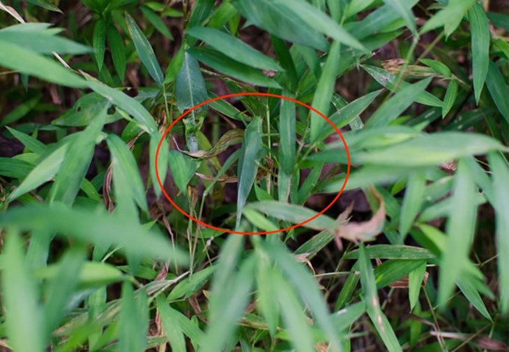  muồm muỗm - Ảnh 2.