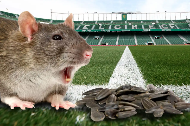 CLB Elche cấm fan ăn hạt hướng dương trên sân vì sợ… chuột - Ảnh 1.