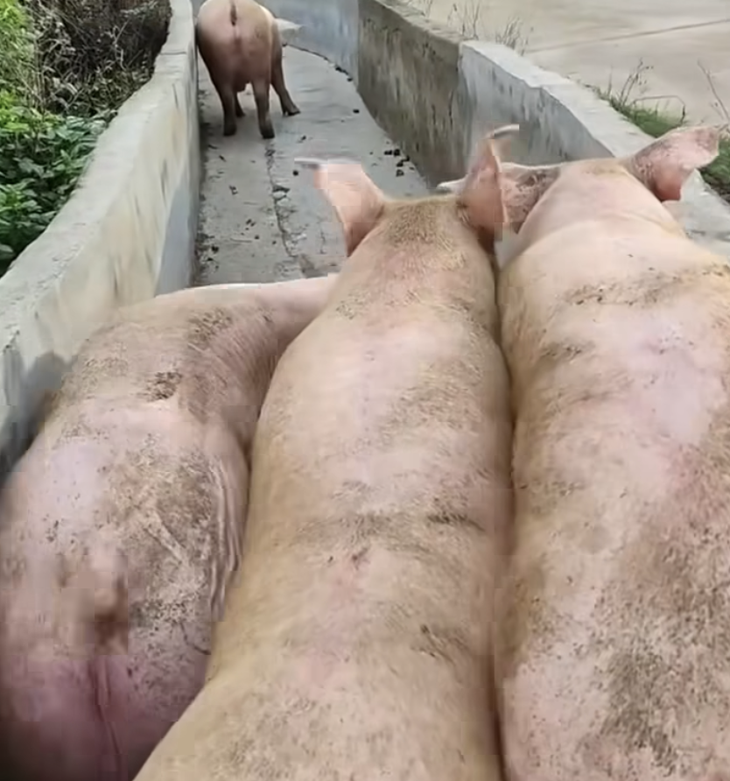 khối nghỉ hè - Ảnh 4.