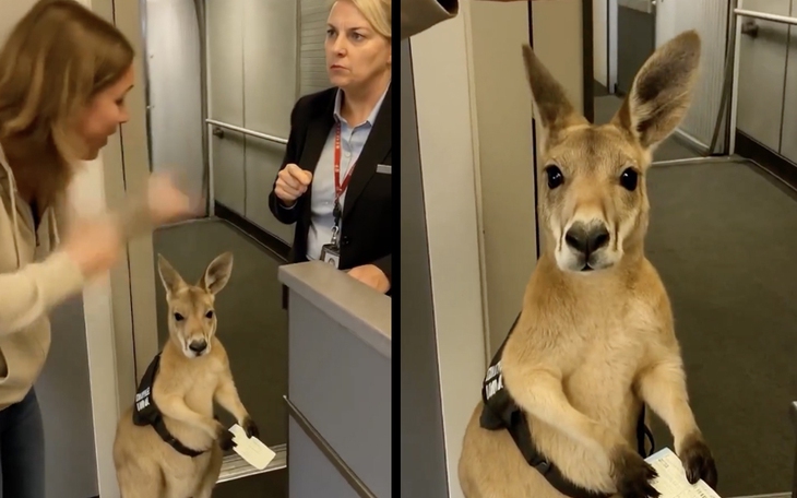 Cười té xuống lề đường với những biển quảng cáo không giống ai - Ảnh 9.