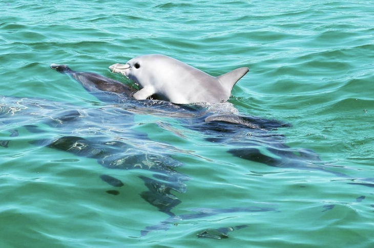 gia chủ - Ảnh 5.