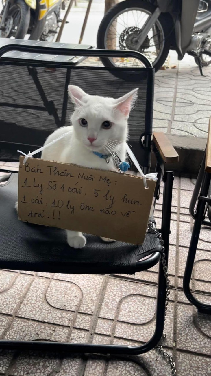 gia chủ - Ảnh 2.