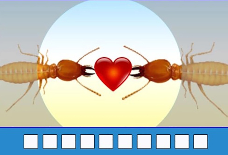 đuổi hình bắt chữ - Ảnh 1.