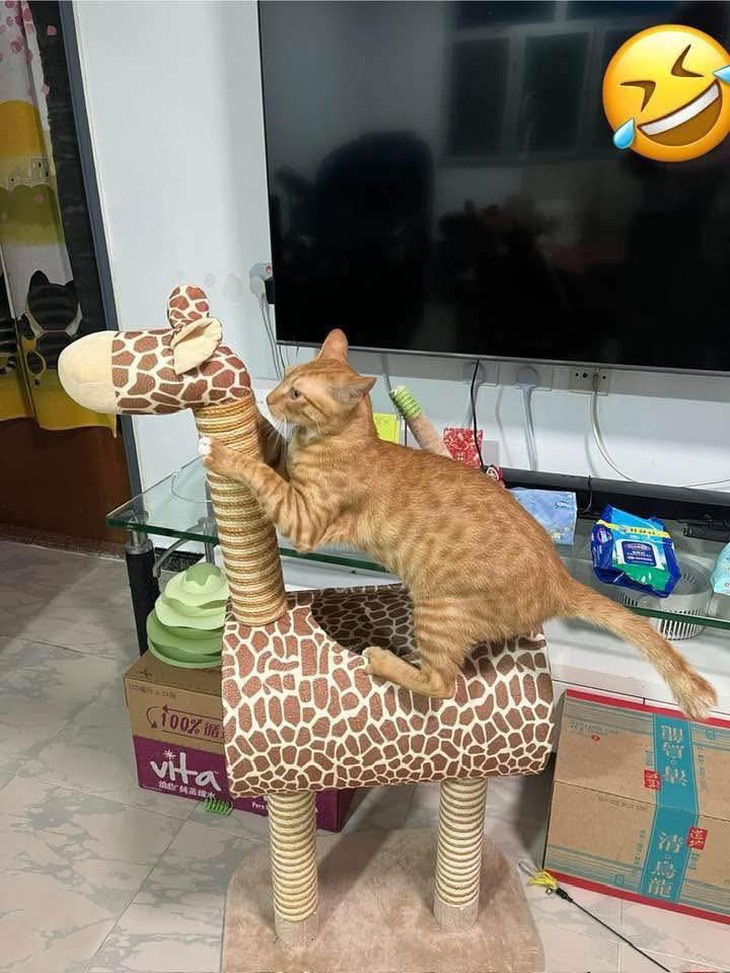 Dương Quá - Ảnh 2.