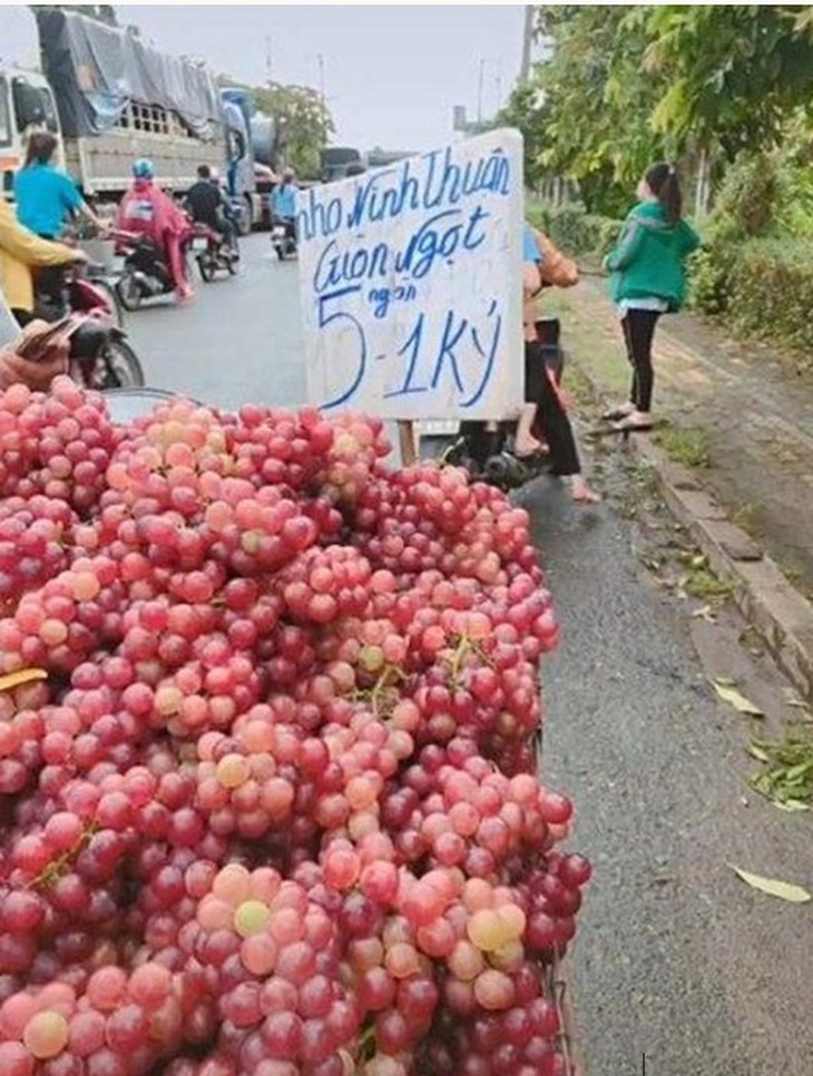 Nho Ninh Thuận - Ảnh 1.