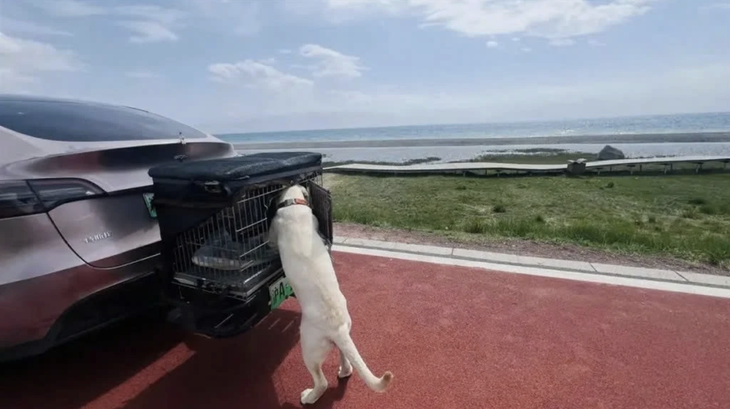 Nổi tiếng vì chở chó cưng say xe đi du lịch khắp nơi - Ảnh 3.