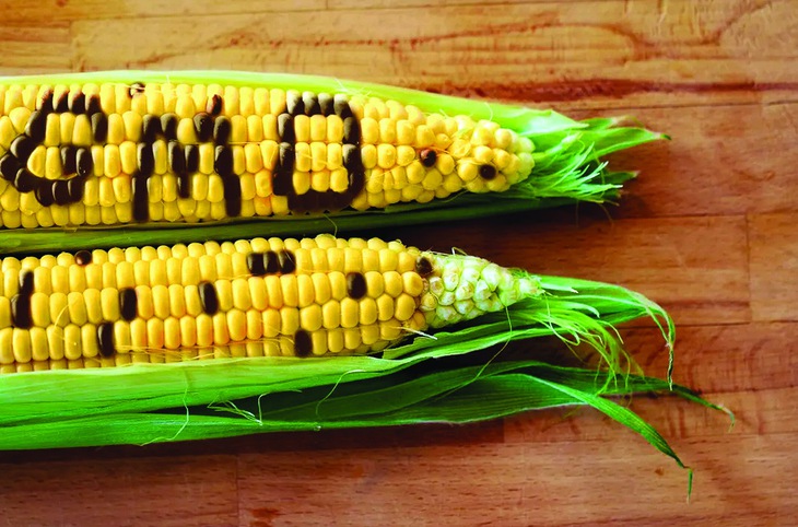 đường trái cây - Ảnh 1.