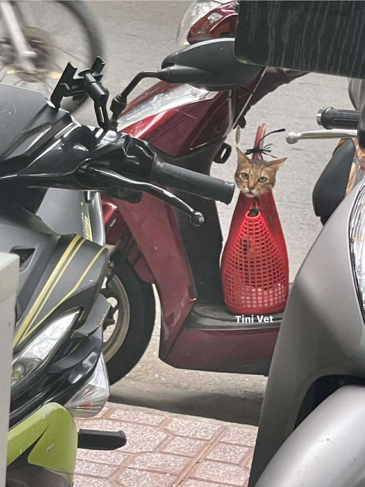 khiêm tốn - Ảnh 6.