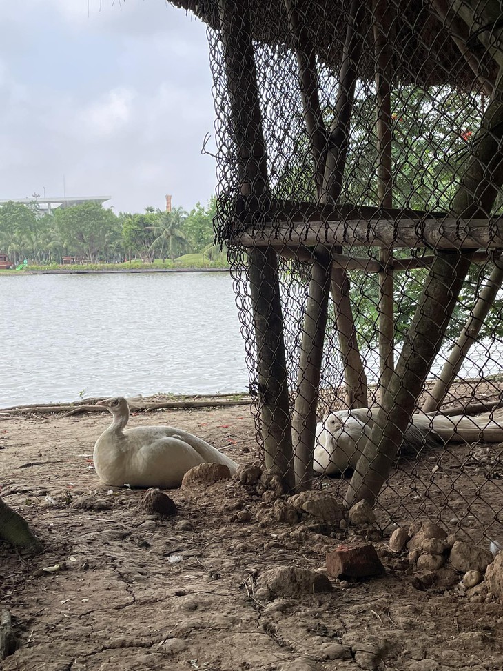 sầu riêng - Ảnh 4.