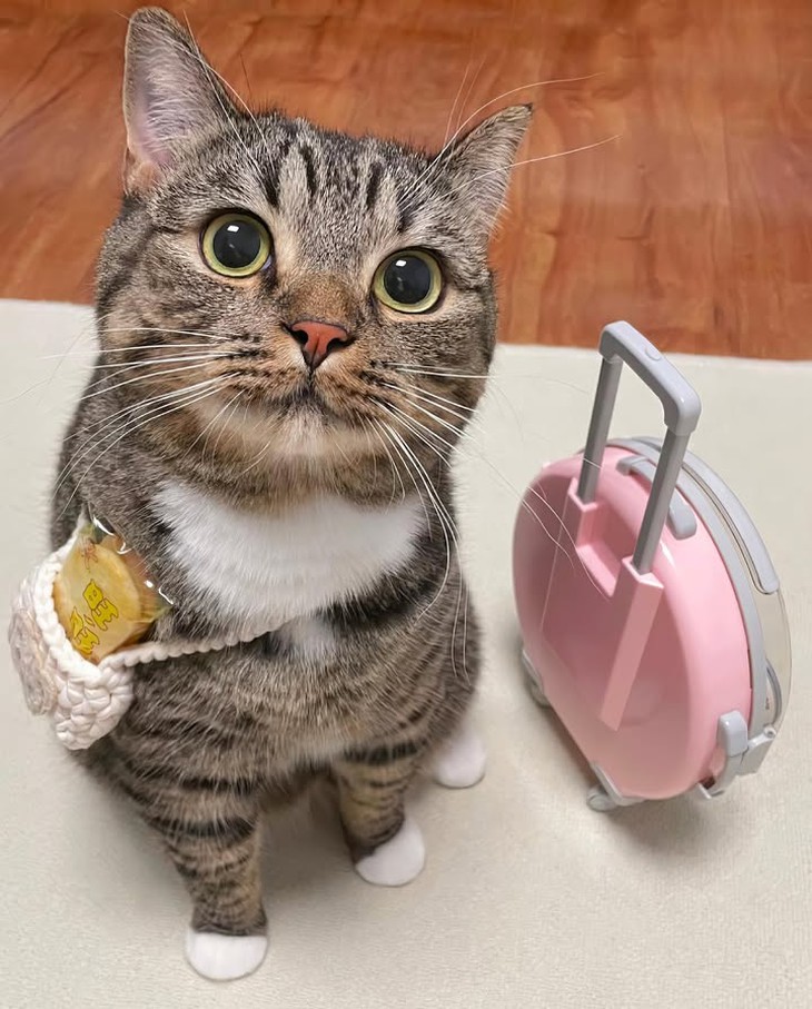 sầu riêng - Ảnh 6.