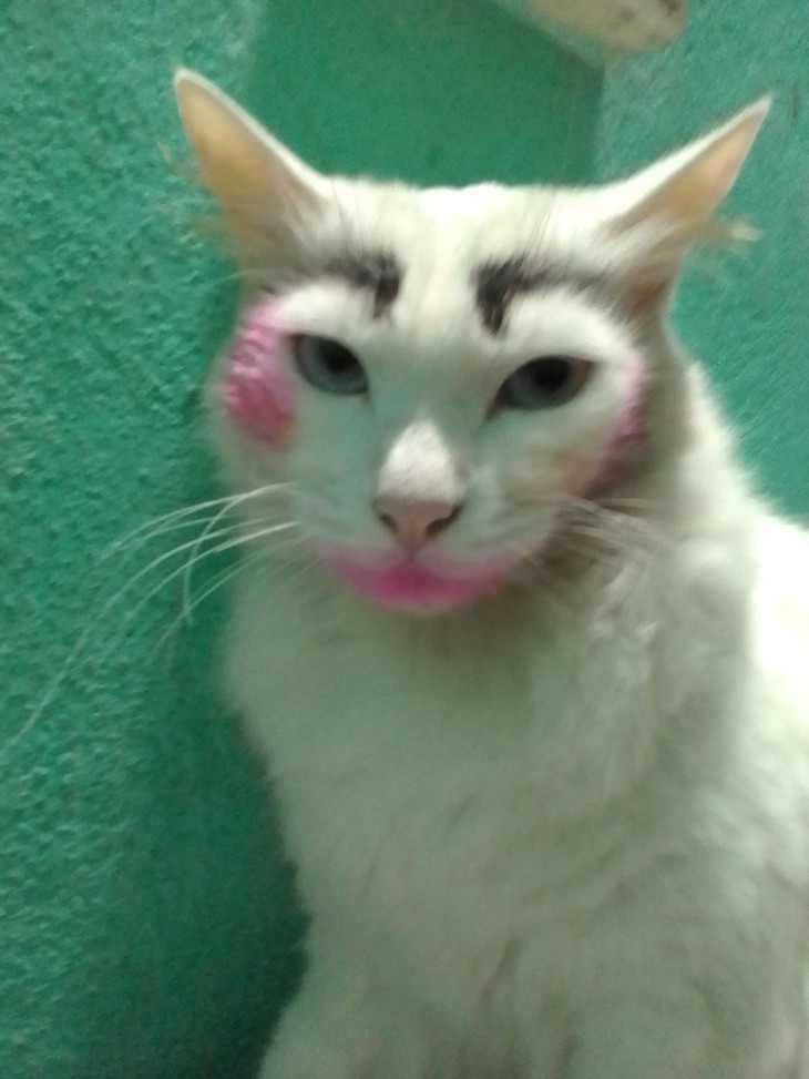 xoài tặc - Ảnh 4.