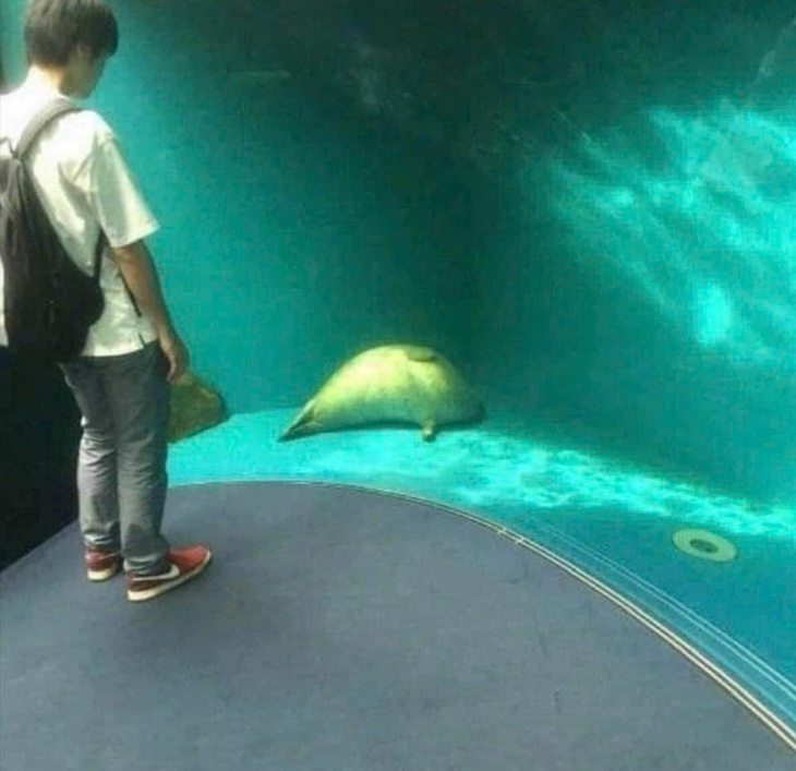 xoài tặc - Ảnh 6.