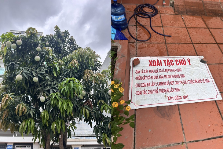 xoài tặc - Ảnh 1.