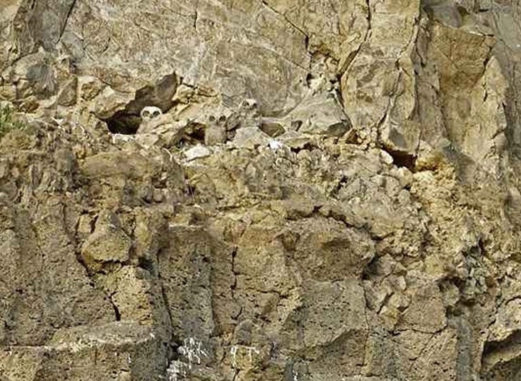 vải thiều - Ảnh 2.