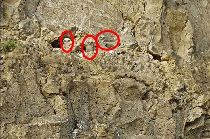 vải thiều - Ảnh 3.