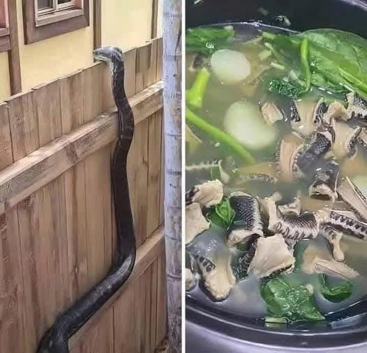 Ảnh vui 17-6: Cái kết của kẻ xoi mói - Ảnh 1.