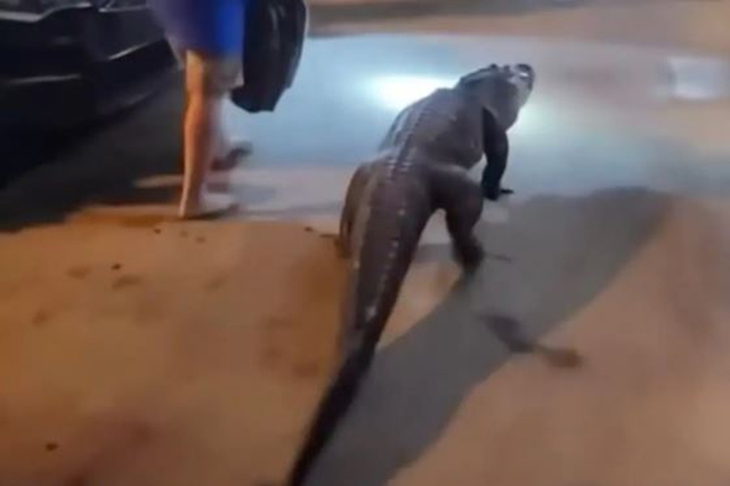 Cá sấu bất ngờ 'check-in' khách sạn khiến du khách hoảng hồn - Ảnh 1.