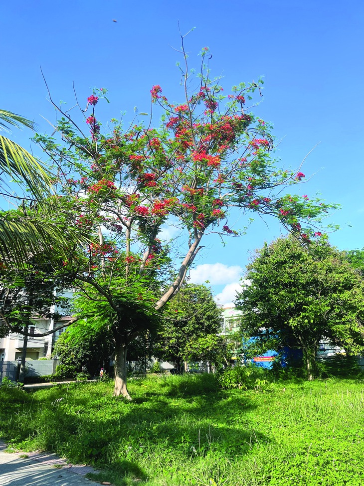 chung cư dang dở - Ảnh 1.