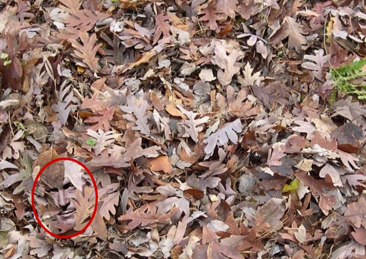 Thử tài tinh mắt - Ảnh 2.