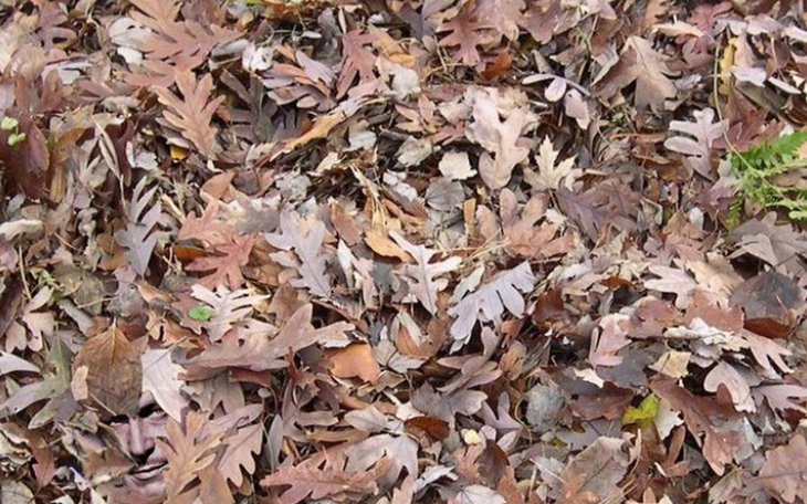 Mắt 10/10 mới thấy con rắn đang rình rập ở đâu? - Ảnh 9.