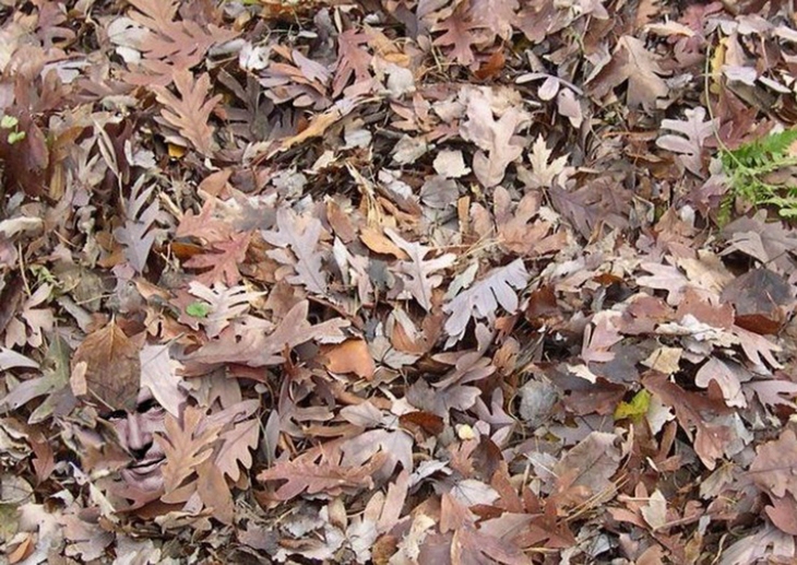 Thử tài tinh mắt - Ảnh 1.