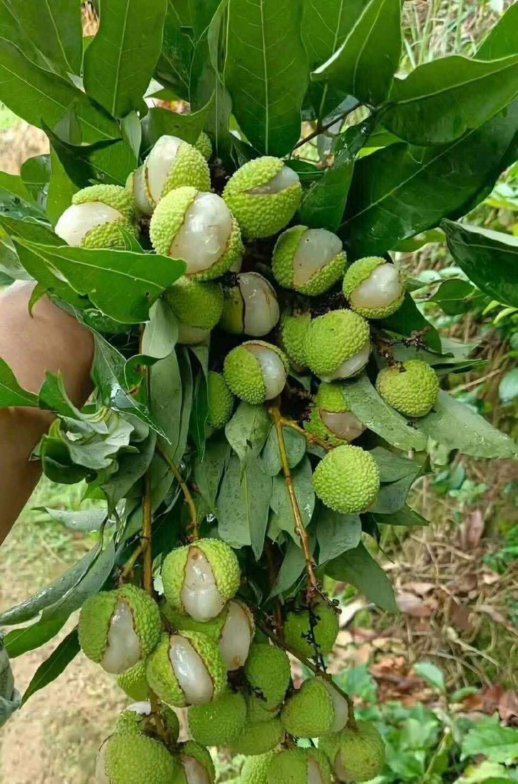 Ảnh vui 21-6: Đi mua bánh gai mà cô bán hàng 'khinh không thèm nói chuyện' - Ảnh 2.