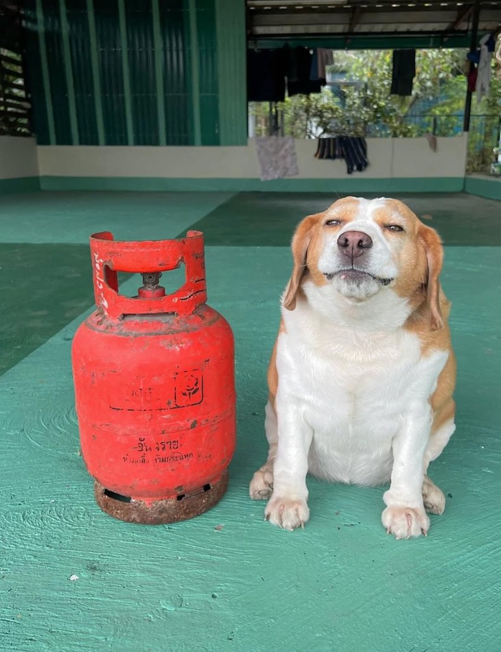 thằn lằn - Ảnh 4.