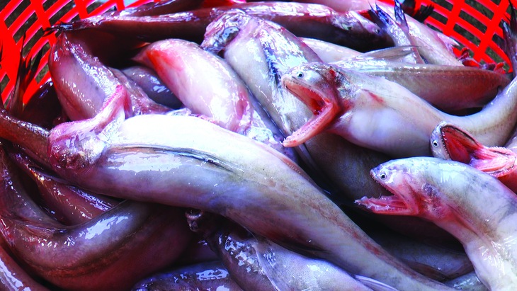 cá khoai - Ảnh 3.