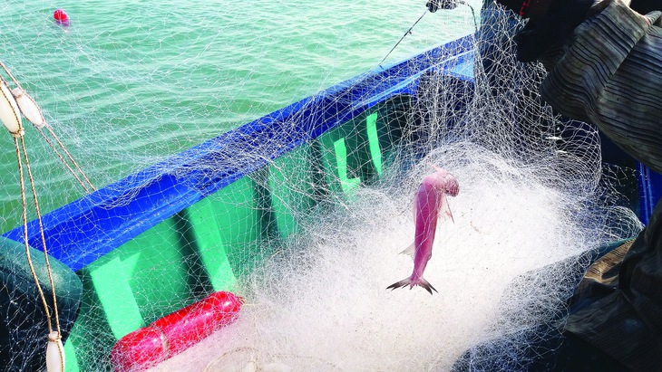 cá khoai - Ảnh 2.