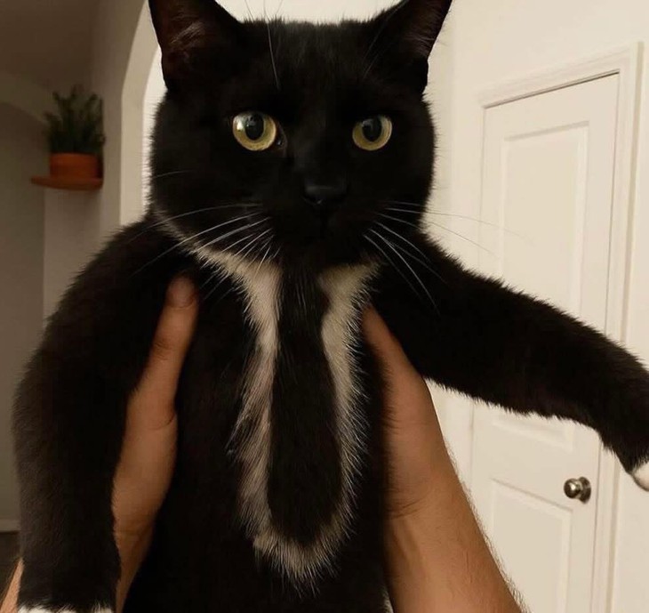 phong thủy - Ảnh 5.