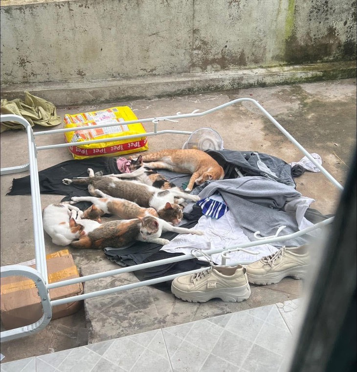 thi tốt nghiệp - Ảnh 3.