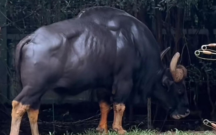 Khúc bạch vải thiều: +1 cách giúp bà con tiêu thụ nông sản - Ảnh 5.