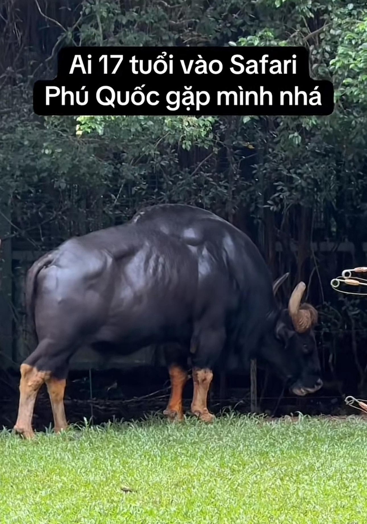 17 bẻ gãy sừng trâu - Ảnh 1.