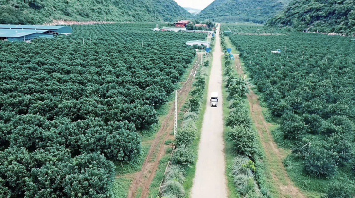 Thú chơi dị thường của trùm giang hồ Vi 'Ngộ' - Ảnh 2.