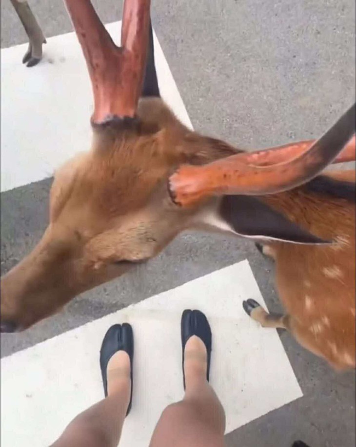 chú chó - Ảnh 3.