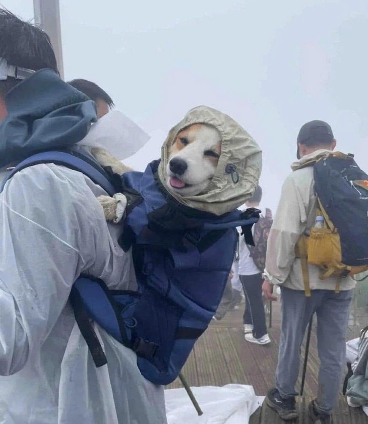 chú chó - Ảnh 1.