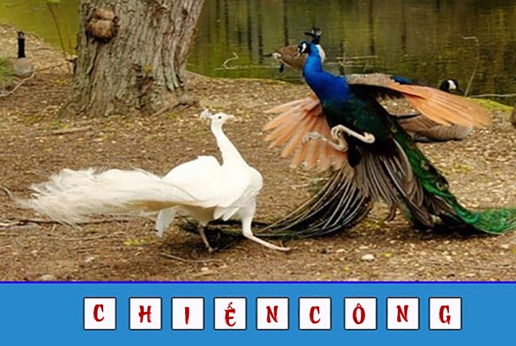 đuổi hình bắt chữ - Ảnh 4.