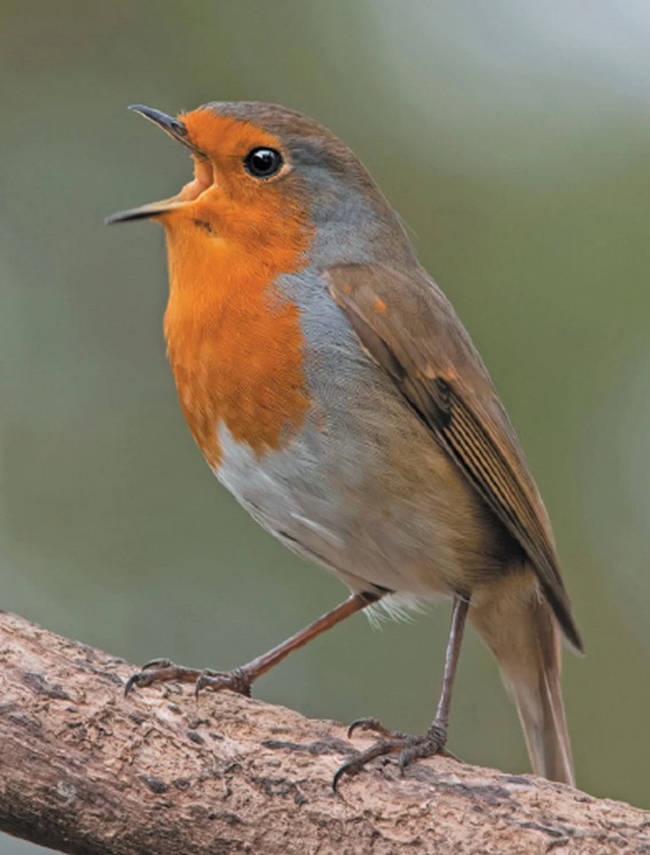 chim di cư - Ảnh 3.