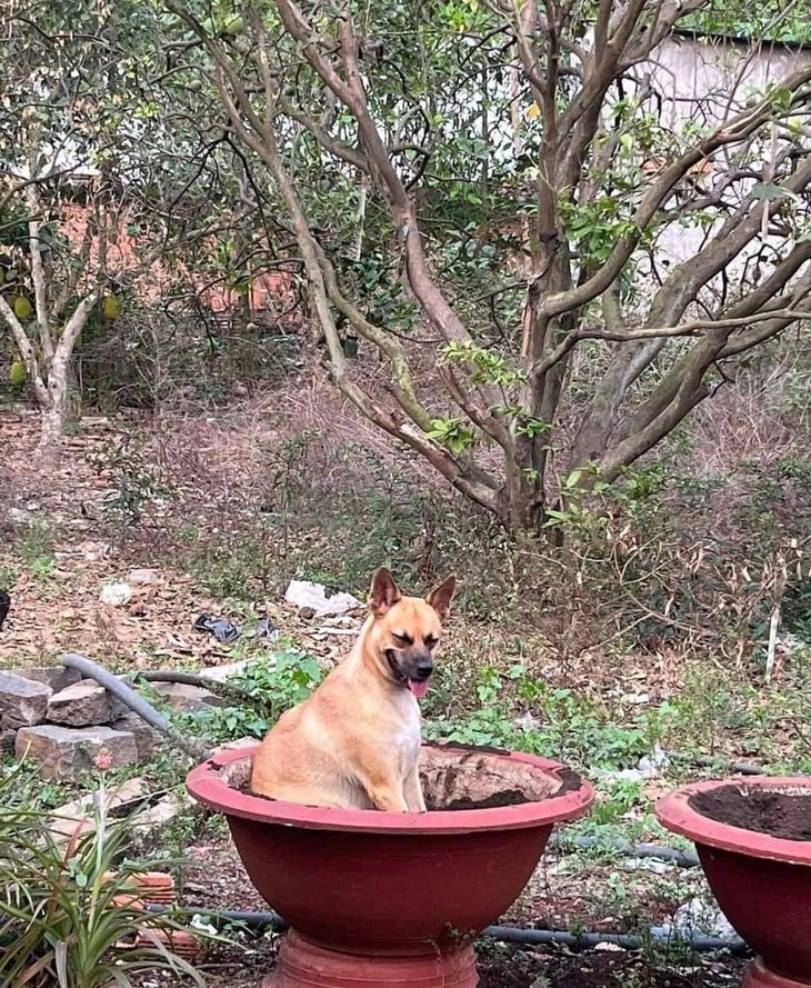 tiếng Anh - Ảnh 3.