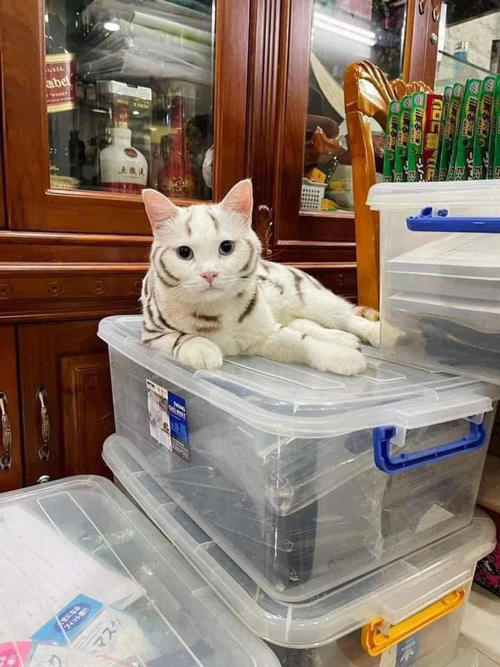 tốt nghiệp THPT - Ảnh 2.